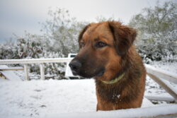 Brown dog standing outdoors in a snowy environment near a white metal fence. Brown dog standing outdoors in a snowy environment near a white metal fence.