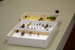 Three cardboard boxes containing pinned insect specimens arranged in rows. Three cardboard boxes containing pinned insect specimens arranged in rows.
