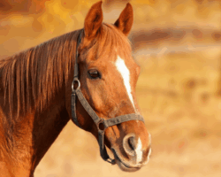 Close-up of a horse’s head wearing a dark halter, with a white blaze running down its face. The background is softly blurred in warm golden tones. Close-up of a horse’s head wearing a dark halter, with a white blaze running down its face. The background is softly blurred in warm golden tones.