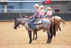 Several horses with riders in western attire lined up inside an indoor arena with sandy flooring and metal railings. Several horses with riders in western attire lined up inside an indoor arena with sandy flooring and metal railings.