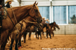 Several horses stand in a row inside an indoor arena, wearing western tack, with riders partially visible in the background. Several horses stand in a row inside an indoor arena, wearing western tack, with riders partially visible in the background.