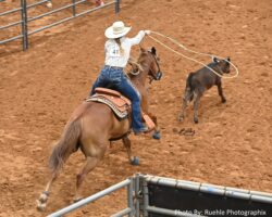 A rider on a chestnut horse swings a lasso toward a calf in an outdoor rodeo arena with reddish dirt and metal fencing. A rider on a chestnut horse swings a lasso toward a calf in an outdoor rodeo arena with reddish dirt and metal fencing.