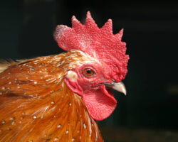 Close-up of a rooster with bright red comb and wattles, orange-brown feathers with white speckles, and a sharp beak, set against a dark background. Close-up of a rooster with bright red comb and wattles, orange-brown feathers with white speckles, and a sharp beak, set against a dark background.