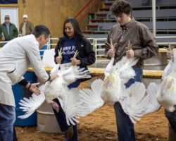 People holding large white turkeys inside an indoor livestock arena, with one person adjusting a bird while others keep turkeys upright. People holding large white turkeys inside an indoor livestock arena, with one person adjusting a bird while others keep turkeys upright.