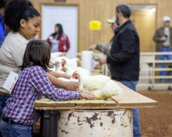 Child in a purple plaid shirt holding a white chicken on a worn wooden table at an indoor livestock event. Child in a purple plaid shirt holding a white chicken on a worn wooden table at an indoor livestock event.