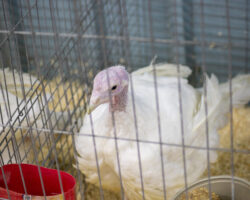 A white turkey inside a metal wire cage with wood shavings on the floor. A red plastic feeder and a gray bowl of feed are visible in the foreground. A white turkey inside a metal wire cage with wood shavings on the floor. A red plastic feeder and a gray bowl of feed are visible in the foreground.