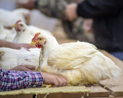 A large white chicken being held on a table by a person wearing a plaid shirt, with other chickens and people visible in the background during what appears to be a poultry show or judging event. A large white chicken being held on a table by a person wearing a plaid shirt, with other chickens and people visible in the background during what appears to be a poultry show or judging event.