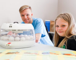 Learning about incubation and life cycles in STEM education. Students observing an egg incubator during a classroom science project.