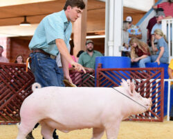 Showing a market pig at the fair. Exhibitor showing a large pink pig in a livestock arena with spectators watching.