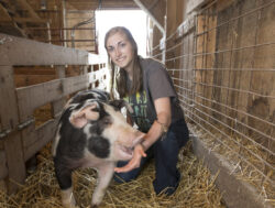 Caring for pigs in the barn. kneeling in a pen with straw bedding while caring for a black and white pig.
