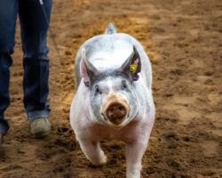 Pig walking in the show ring. Close-up of a gray and white pig walking in a show ring with an exhibitor nearby.