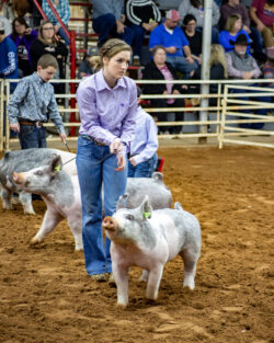 Multiple pigs in the show arena. Group of exhibitors leading gray and white pigs in a livestock show ring.