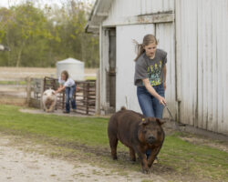 Practicing pig handling outdoors. Exhibitor guiding a dark brown pig outside near a white barn during livestock practice.
