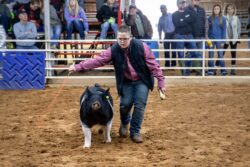 Showing a pig at a livestock event. Exhibitor guiding a black and white pig in a show ring during a livestock competition.