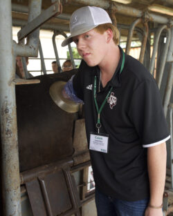 Hands-on livestock veterinary training. Person performing a livestock palpation procedure in a cattle chute.