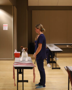 Veterinary training session with simulated patient. Individual in scrubs standing near a table with a plush dog model and medical supplies.
