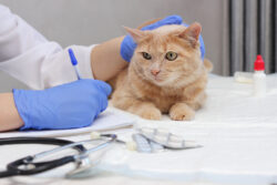 Cat undergoing a veterinary check-up. Orange cat on an examination table with veterinary tools and medications nearby.
