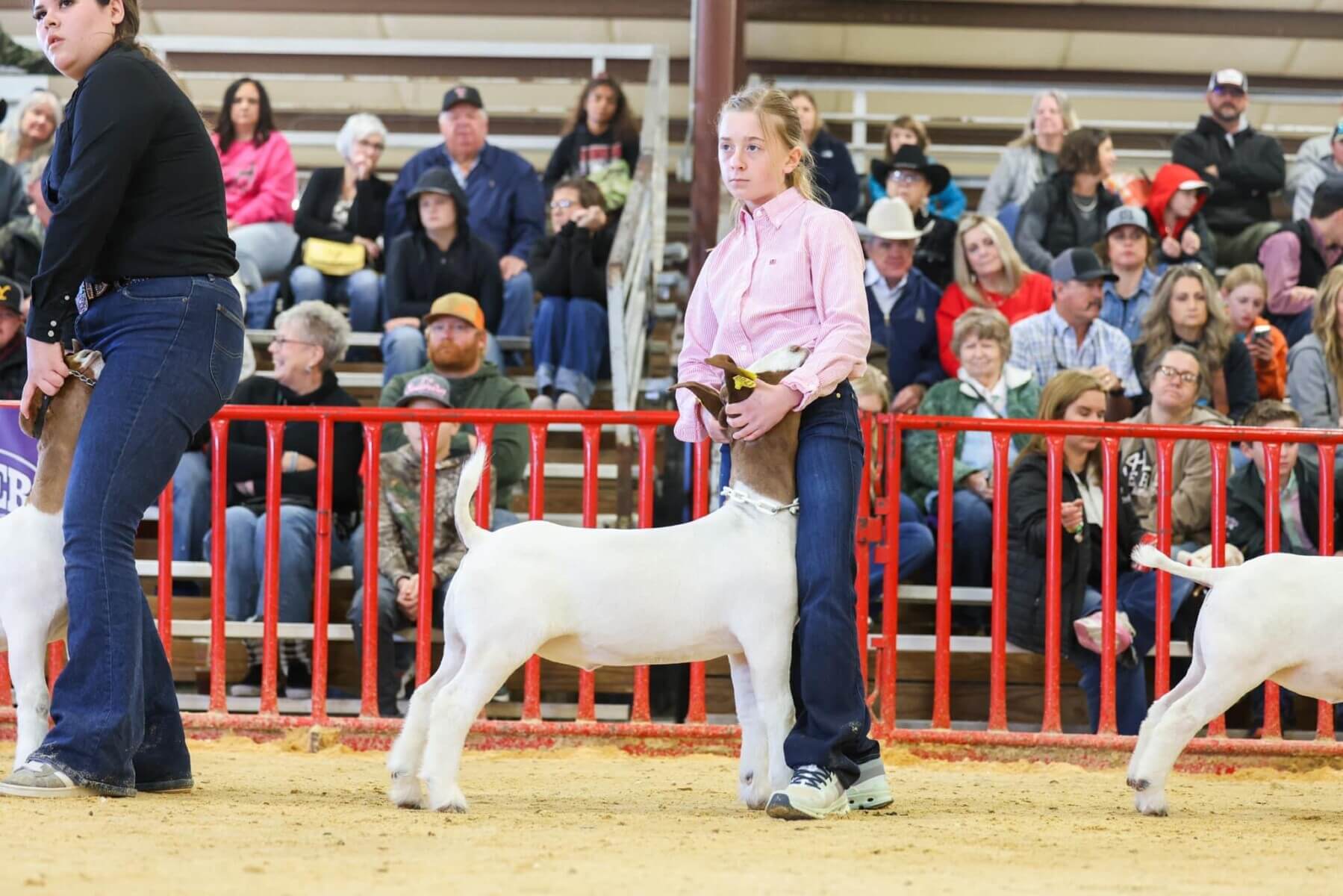 Boer goat standing in a show ring with a handler during a livestock judging event. Boer goat standing in a show ring with a handler during a livestock judging event.