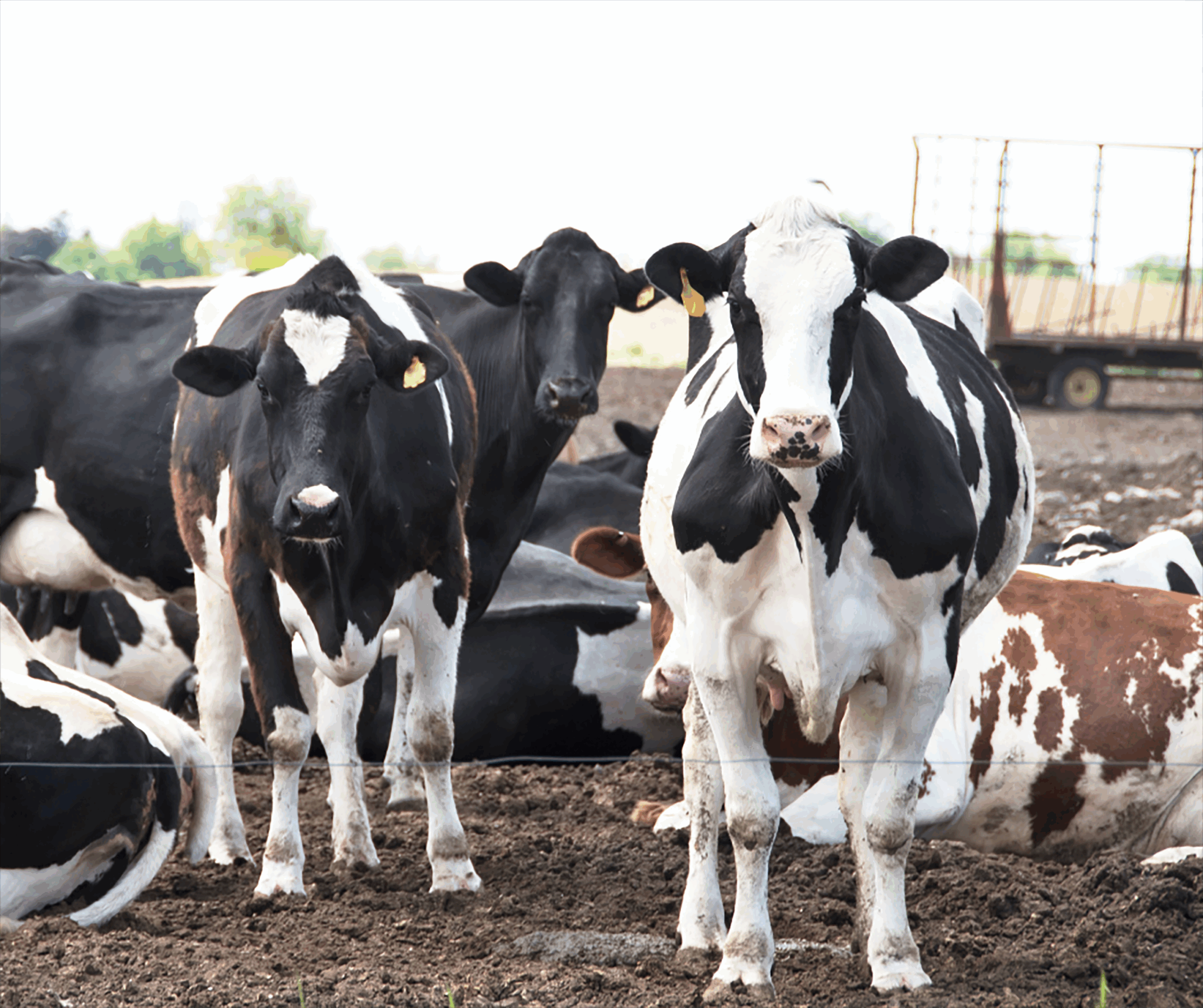 Texas 4-H dairy project featuring Holstein cows in an outdoor farm setting. Texas 4-H dairy project featuring Holstein cows in an outdoor farm setting.
