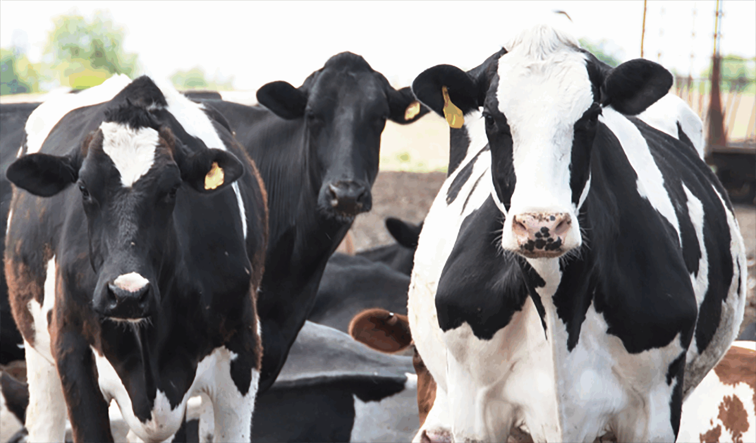 Texas 4-H dairy project featuring Holstein cows in an outdoor farm setting. Texas 4-H dairy project featuring Holstein cows in an outdoor farm setting.