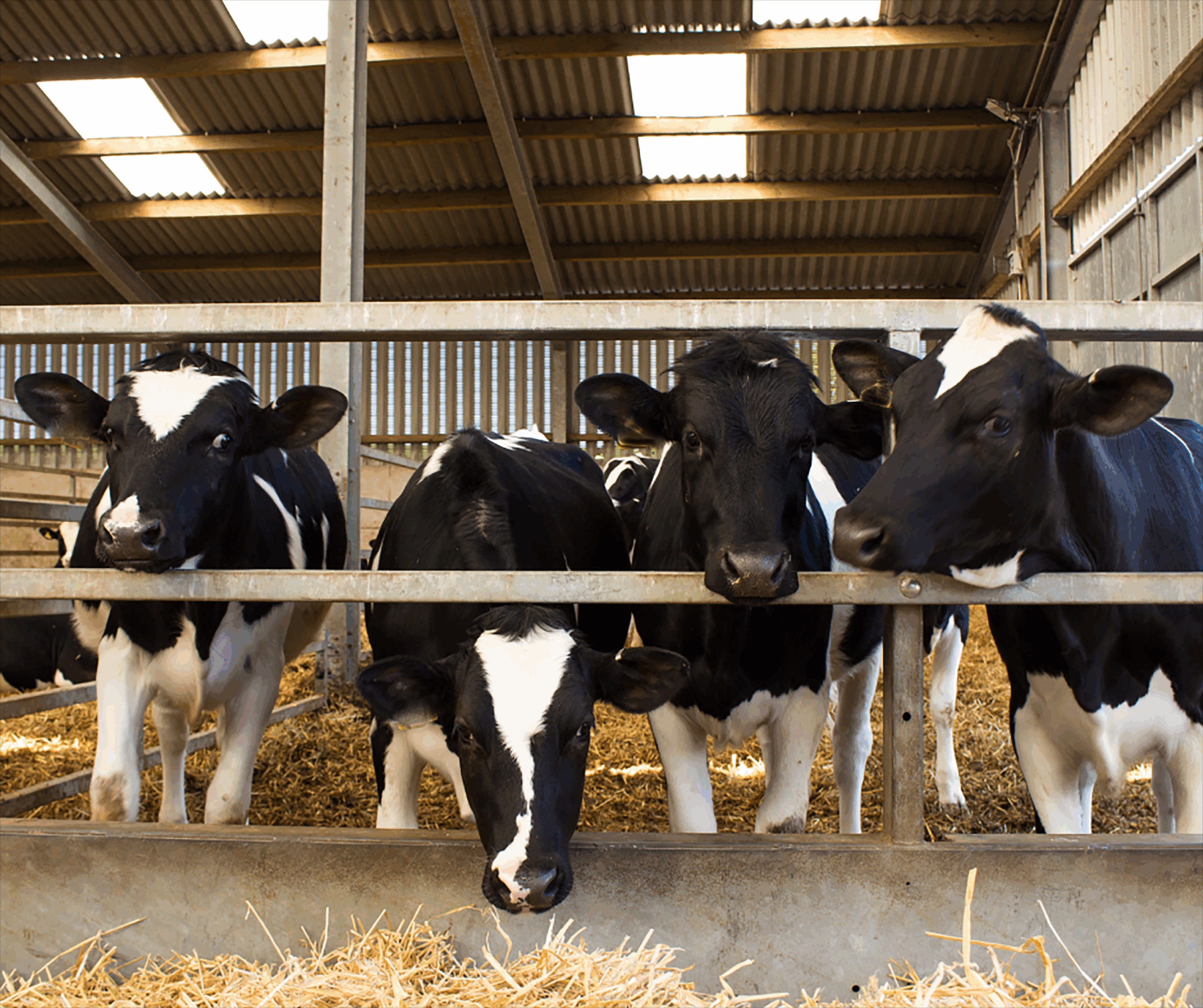 Texas 4-H dairy calves in a barn, showcasing livestock care and agricultural education. Texas 4-H dairy calves in a barn, showcasing livestock care and agricultural education.