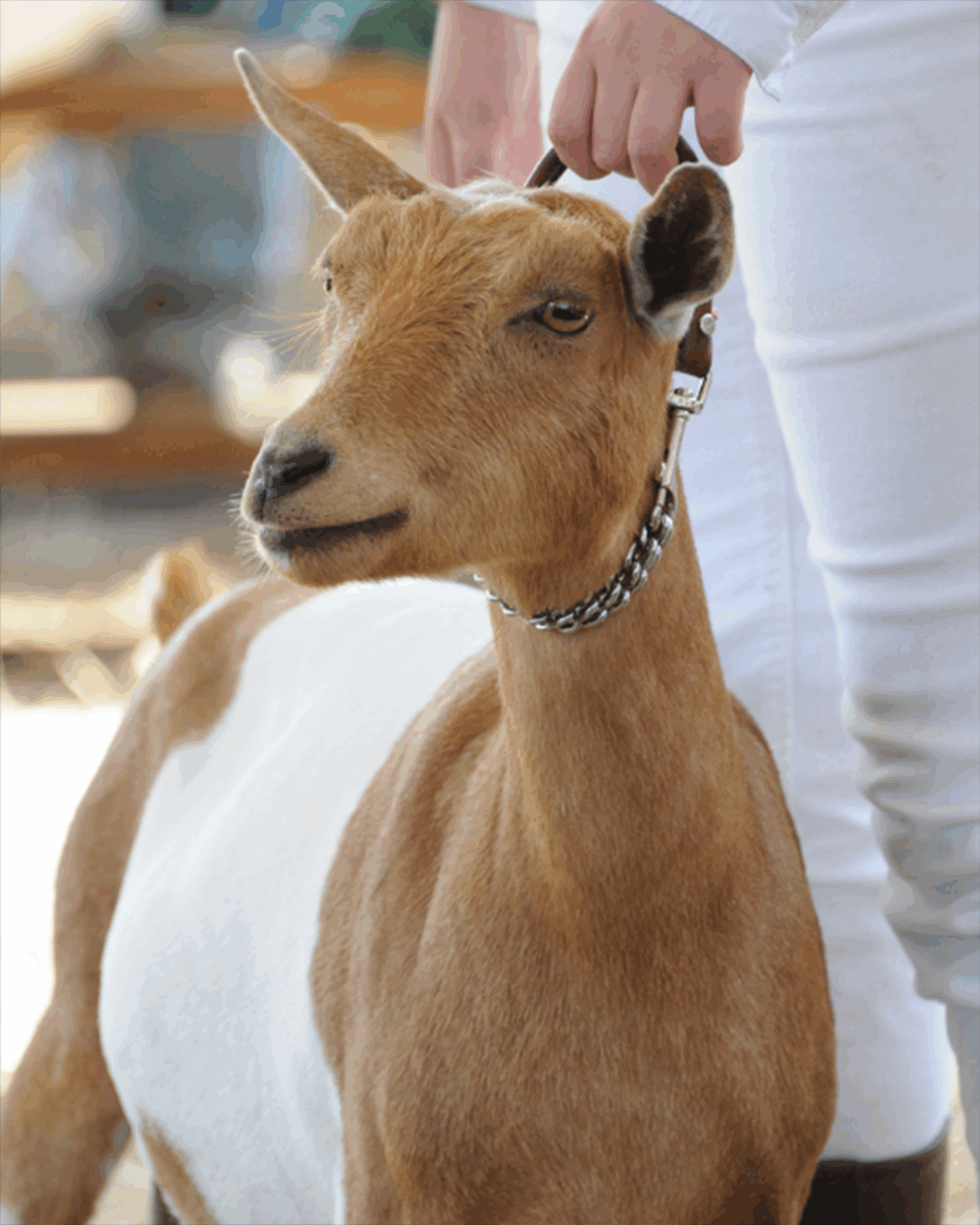 Goat wearing a chain collar being held by a handler during a livestock event. Goat wearing a chain collar being held by a handler during a livestock event.