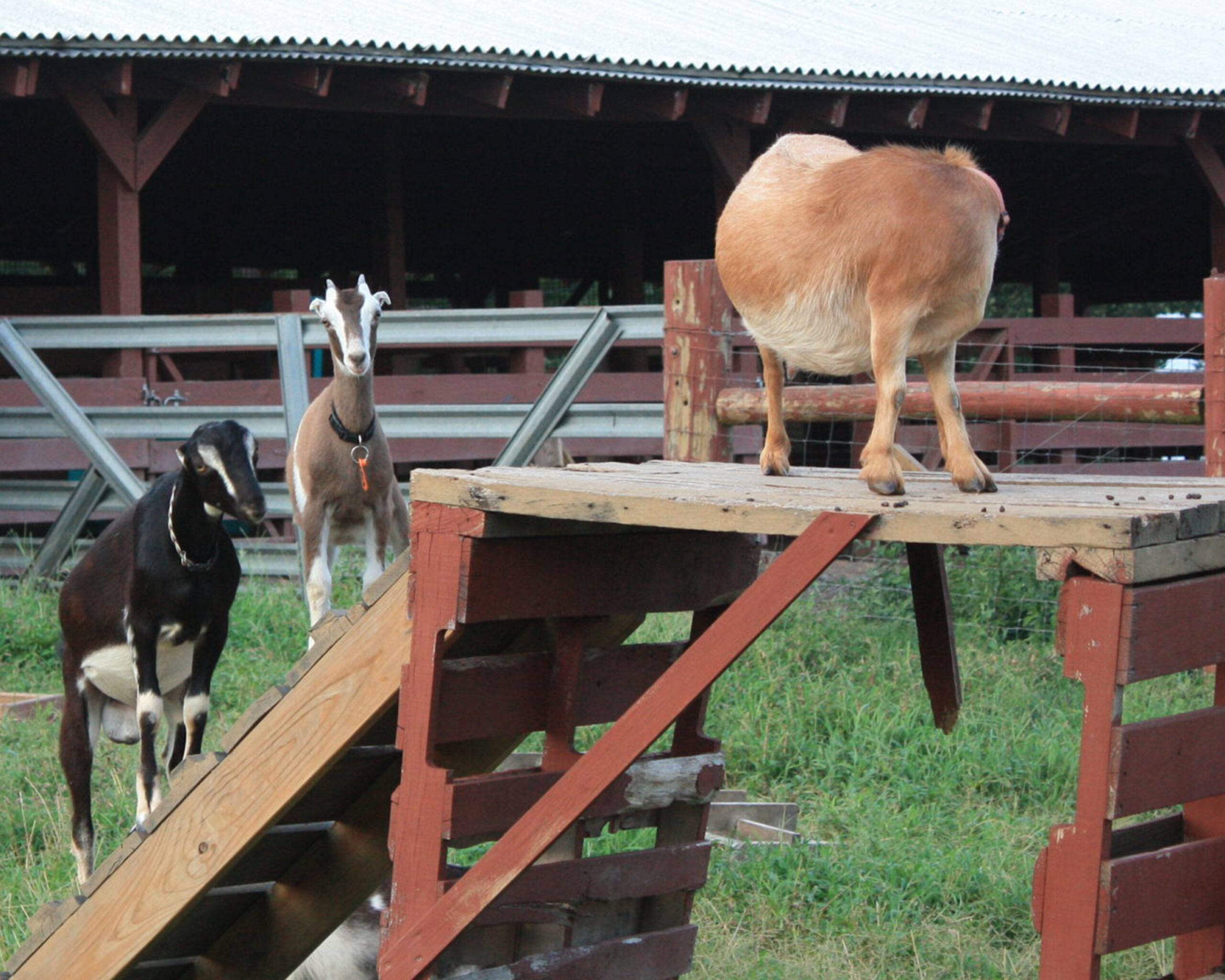 Three goats interacting on a wooden climbing structure in a farm enclosure. Three goats interacting on a wooden climbing structure in a farm enclosure.