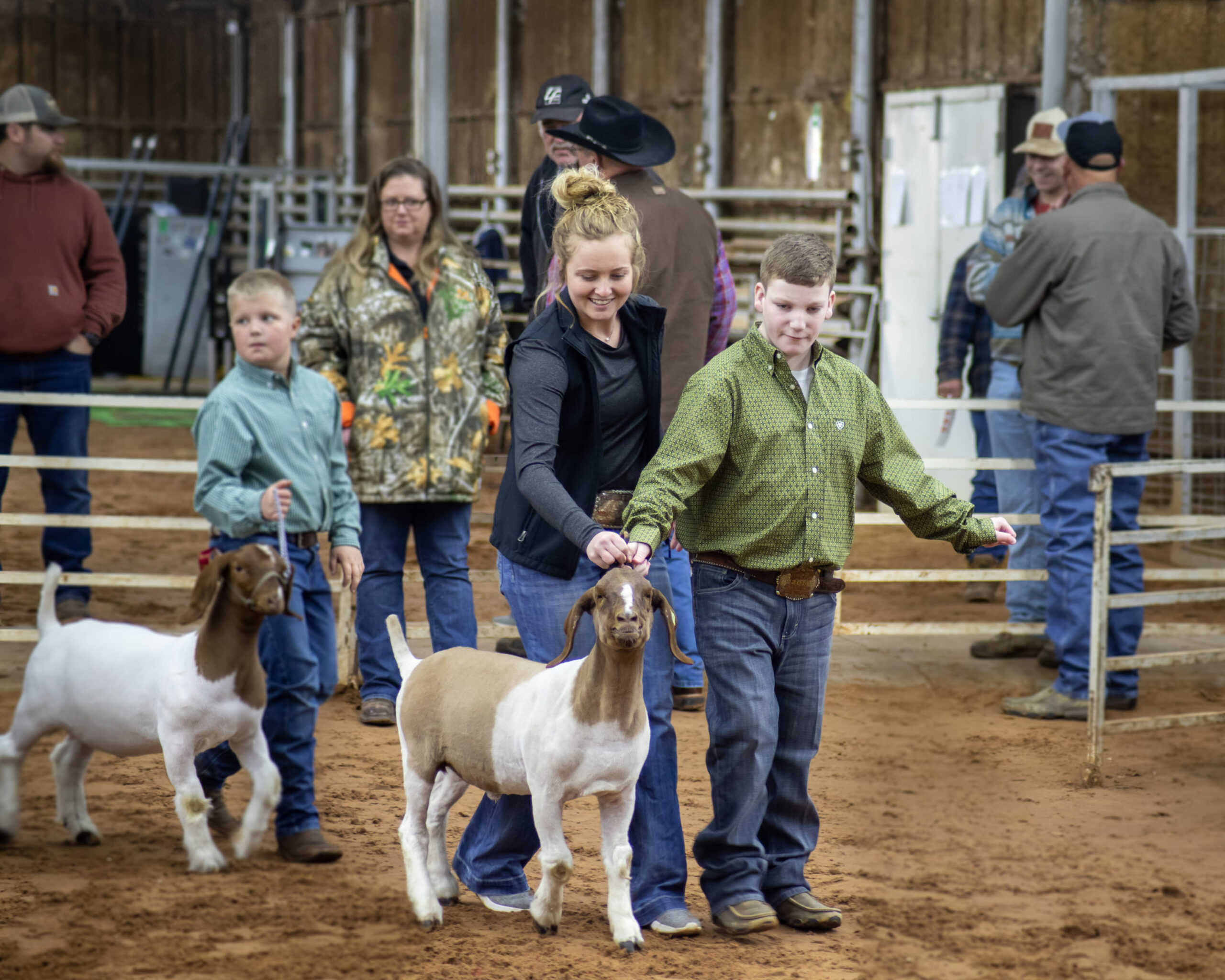 Handlers leading Boer goats in a show ring during a livestock competition. Handlers leading Boer goats in a show ring during a livestock competition.