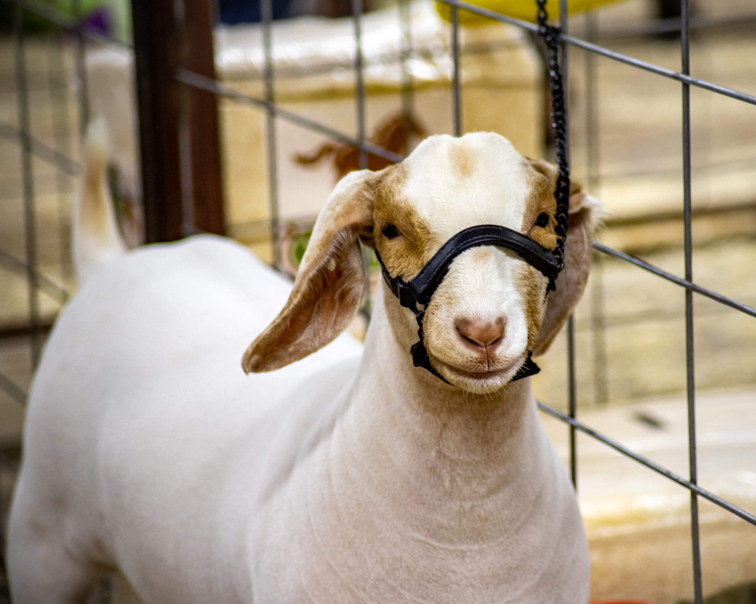 Boer goat wearing a black halter inside a livestock pen. Boer goat wearing a black halter inside a livestock pen.